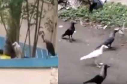 WATCH: White Crow near kodungaiyur in Chennai, Video viral