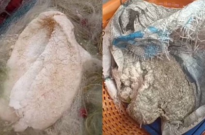 whale ambergris found in fisherman net handed over to officials