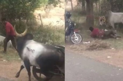 Young man Trapped between 2 Bulls Video Goes Viral