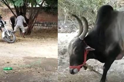 Youngster in Krishnagiri tortured Bull video makes shocked
