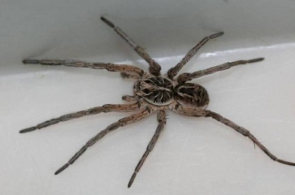 us scientists turn dead spiders into robots sources