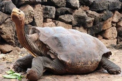 100-year-old turtle is the father of 800 turtles