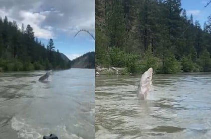 100 yr old Giant White Sturgeon caught by fishermen in canada