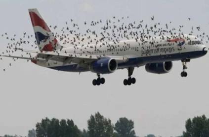 A flock of birds collided with a aeroplane in Italy