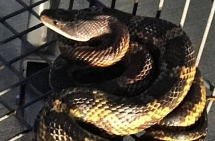 A giant snake was found in a shopping cart at a Texas supermarket