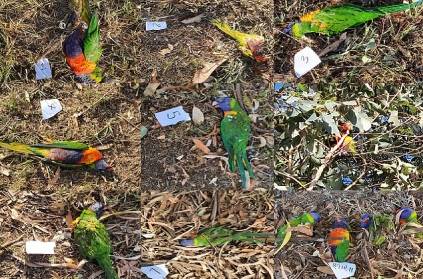 A new virus that attacks parrots has emerged in Australia