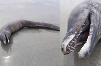 A strange creature without eyes in Mexico left the shore