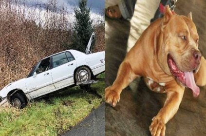 Accident US Man Teaching Pitt Bull Dog To Drive Arrested
