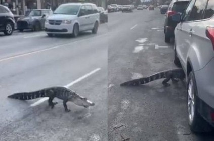 Alligator calmly crosses busy street video goes viral
