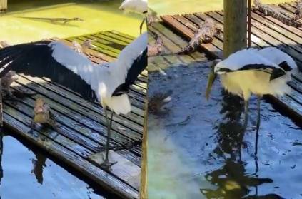 Alligators round up a stork and video goes viral