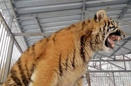 An 8-month-old tiger sings at a zoo in Bernal, Russia