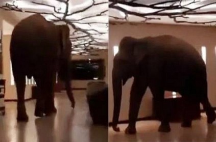 An elephant that wanders into Star Hotel in Sri Lanka