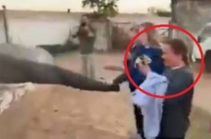 Angry elephant hits a man who tried to click a picture