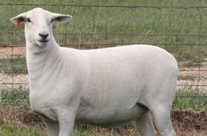 Australia expensive sheep sold for 2 crore rupees