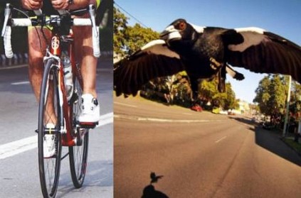 Australian man dies after attack by a swooping magpie