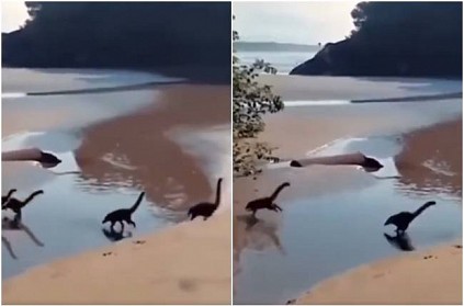 Baby Dinosaurs On A Beach video goes viral