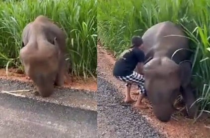 baby elephant stuck in mud woman tries to help