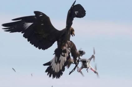 Bald Eagle Destroys Michigan State Drone worth Rs 70K in Air