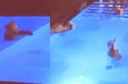Bear enjoy swimming in Bulgaria resort video goes viral