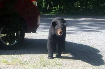 bears family plays inside the car in US the images are viral