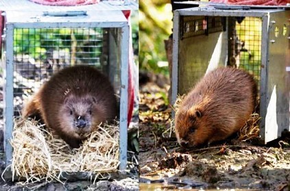 Beavers back in London after 400 year absence