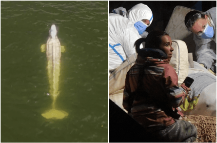 Beluga whale rescued from Seine River euthanized in transit