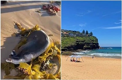 Bizarre Creature With Human Mouth Washes Up On Bondi Beach