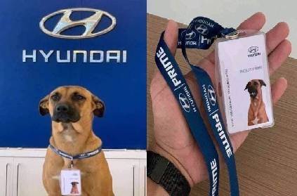 brazil hyundai showroom adopts street dog makes car salesman