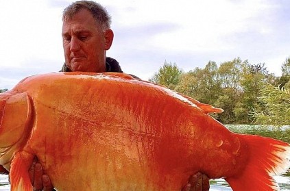british man catches whopping gold fish weighing 30 kg