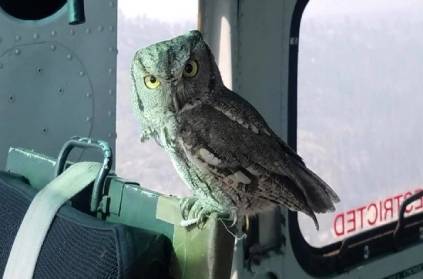 California owl photo in refuge on a rescue plane went viral