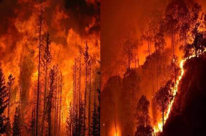 california wild forestfires extend to canada deaths trump america