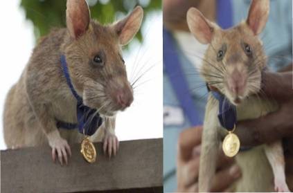 Cambodia rat magava has been honored with a gold medal.