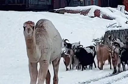 Camel Witnesses Snow For The First Time video goes viral