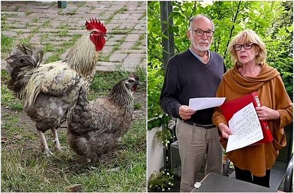 Case Filed against rooster by old couples in Germany