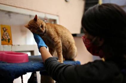 Cats can become infected with the Coronavirus, study finds