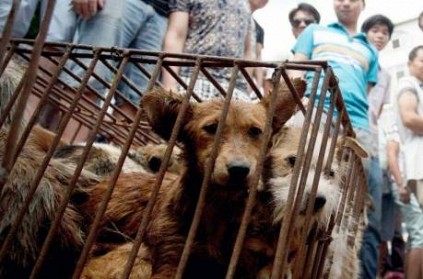 China announces not to eat dog meat-dog is human friendly animals