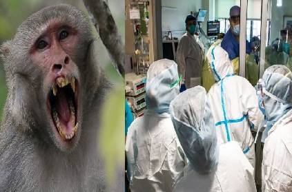 china first human infection case with monkey b virus dies