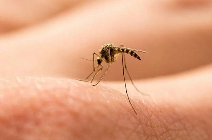 china mosquitoes help to find thief after extracting blood dna