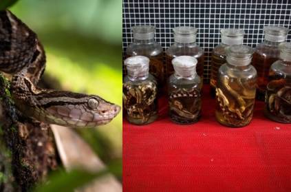 China prohibits snake business till Corona in Control