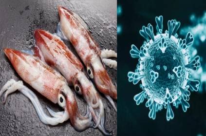 china squid fish spread corona virus warned scientists