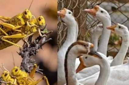 China to send 1 Lakh ducks to stave off locust Swarm