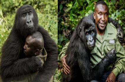 Congo selfie gorilla Takasi dies as he hugs his caretaker