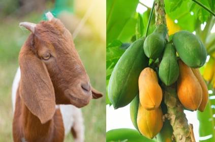Corona has been confirmed for goat and papaya fruit samples