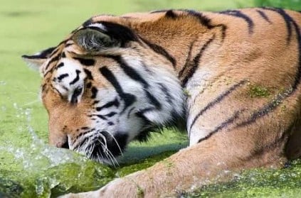 Coronavirus affects tiger in zoo in the United States