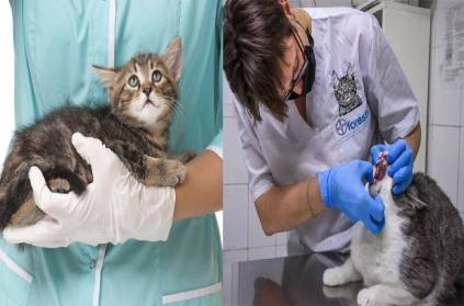 Coronavirus infection for cats in the United States confirmed