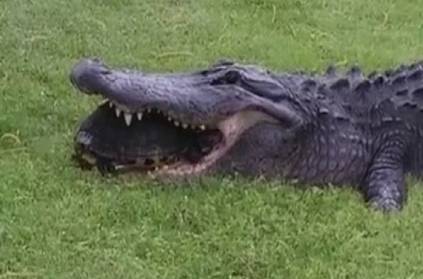 crocodile trying to swallow a tortoise video goes viral