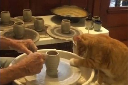 Curious little cat learning make a pot video goes viral