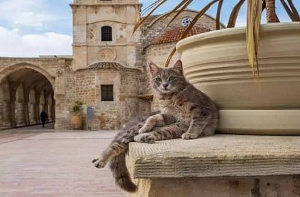 Cyprus Country have more cats than human population
