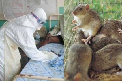 Death toll reaches 144 from Lassa fever outbreak in Nigeria