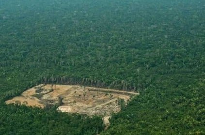 Deforestation of Amazon rainforest accelerates amid COVID19 pandemic